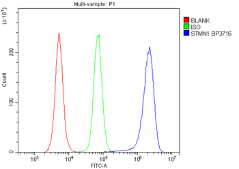 Stathmin 1/STMN1 Antibody