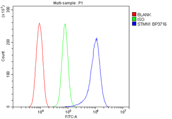 Stathmin 1/STMN1 Antibody
