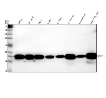 Stathmin 1/STMN1 Antibody