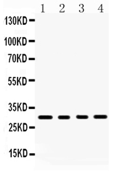 BAFF/TNFSF13B Rabbit Polyclonal Antibody