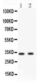 Livin/BIRC7 Rabbit Polyclonal Antibody