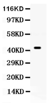 Cdc37 Rabbit Polyclonal Antibody