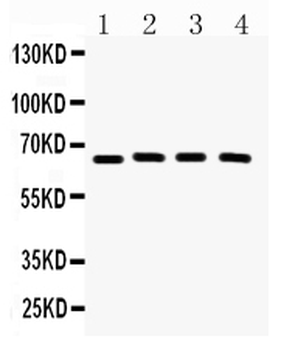 CRY2 Rabbit Polyclonal Antibody