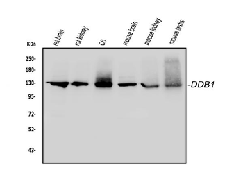 DDB1 Rabbit Polyclonal Antibody