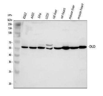 Lipoamide Dehydrogenase/DLD Rabbit Polyclonal Antibody