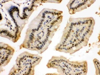 integrin beta 4 binding protein/EIF6 Antibody