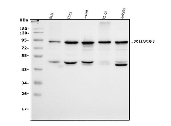 EWSR1 Rabbit Polyclonal Antibody