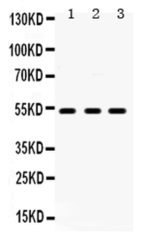 5HT2A Receptor/HTR2A Rabbit Polyclonal Antibody