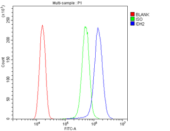 IDH2 Antibody