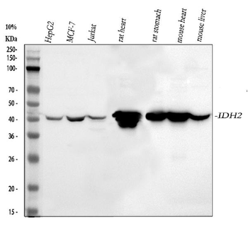 IDH2 Antibody
