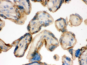 IDH2 Antibody
