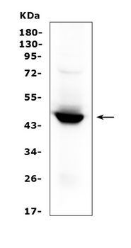 Indoleamine 2, 3-dioxygenase/IDO1 Rabbit Polyclonal Antibody