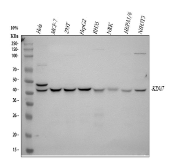 KIN Rabbit Polyclonal Antibody