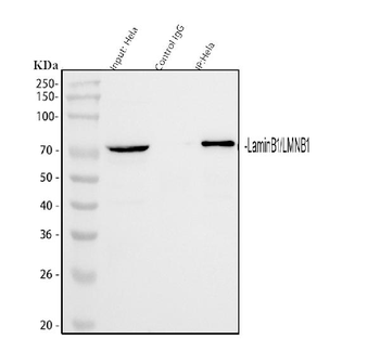 Lamin B1/LMNB1 Rabbit Polyclonal Antibody