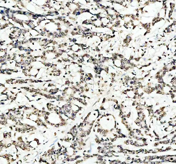 Lamin B1/LMNB1 Rabbit Polyclonal Antibody