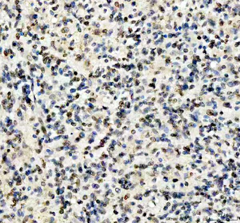 Lamin B1/LMNB1 Rabbit Polyclonal Antibody