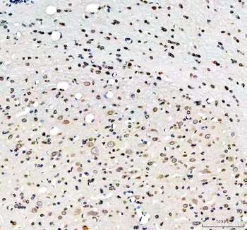 Lamin B1/LMNB1 Rabbit Polyclonal Antibody