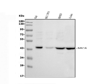 MICA Rabbit Polyclonal Antibody