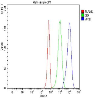 MICB Rabbit Polyclonal Antibody