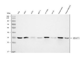 MNAT1 Antibody