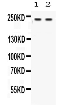 Otoferlin Rabbit Polyclonal Antibody