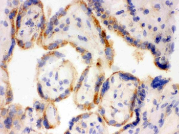 Surfactant protein D/SFTPD Rabbit Polyclonal Antibody