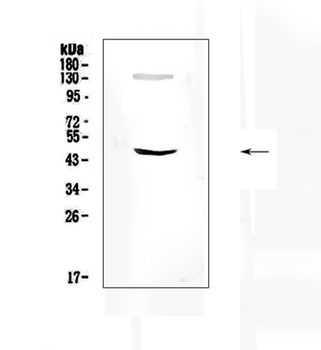 SOX4 Rabbit Polyclonal Antibody