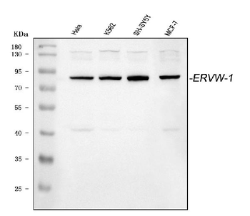 ERVW-1/ERVW Rabbit Polyclonal Antibody