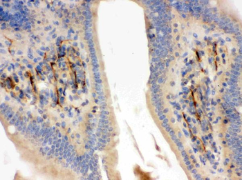 Flotillin 2/FLOT2 Rabbit Polyclonal Antibody