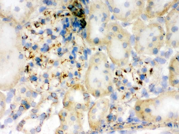 Flotillin 2/FLOT2 Rabbit Polyclonal Antibody