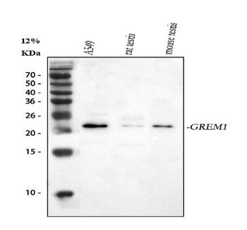 Gremlin 1/GREM1 Rabbit Polyclonal Antibody