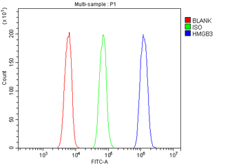 HMG4/HMGB3 Rabbit Polyclonal Antibody