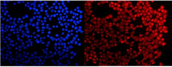 HMG4/HMGB3 Rabbit Polyclonal Antibody