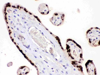 HMG4/HMGB3 Rabbit Polyclonal Antibody