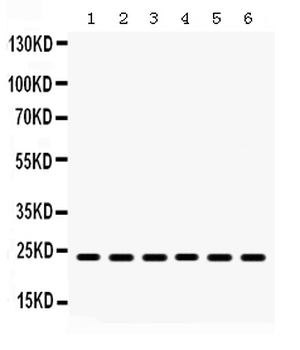 HMG4/HMGB3 Rabbit Polyclonal Antibody