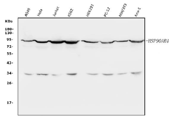 Hsp90 beta/HSP90AB1 Antibody