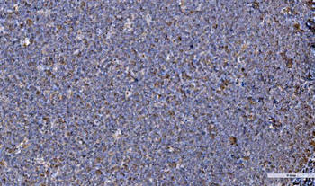 GRP94/HSP90B1 Antibody