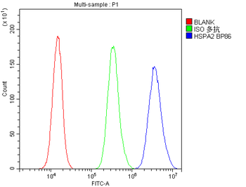 HSPA2 Antibody
