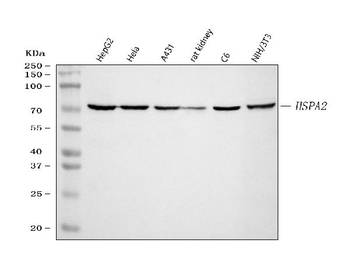 HSPA2 Antibody