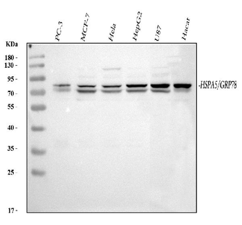 GRP78 BiP/HSPA5 Antibody