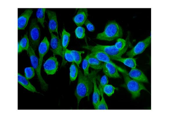 Hsc70/HSPA8 Antibody