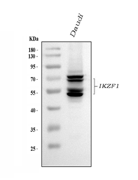 Ikaros/IKZF1 Rabbit Polyclonal Antibody