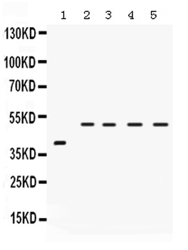IRF2 Rabbit Polyclonal Antibody