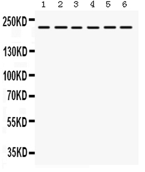 Integrin alpha 4/ITGA4 Rabbit Polyclonal Antibody