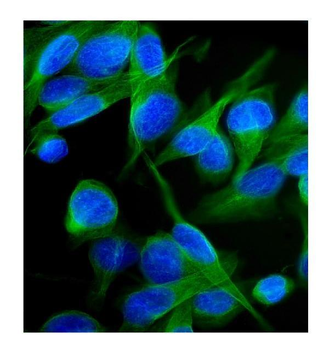 Kv1.2/KCNA2 Rabbit Polyclonal Antibody