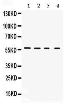 Kv1.2/KCNA2 Rabbit Polyclonal Antibody
