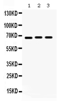 KCNA5 Rabbit Polyclonal Antibody