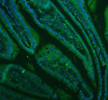 Lysozyme/LYZ Rabbit Polyclonal Antibody