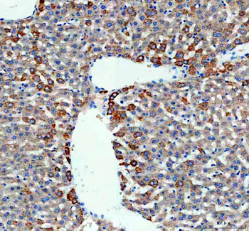Monoamine Oxidase B/MAOB Rabbit Polyclonal Antibody