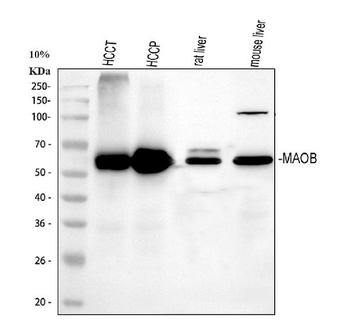 Monoamine Oxidase B/MAOB Rabbit Polyclonal Antibody